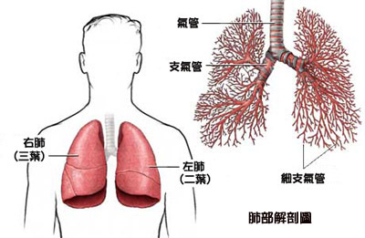 导致肺部的危险因素有哪些