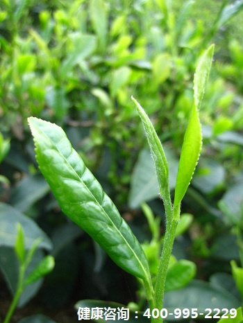 绿茶可大量杀死口腔癌细胞吗