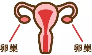卵巢：藏着女人一生的秘密，你知道了就可以预防卵巢癌